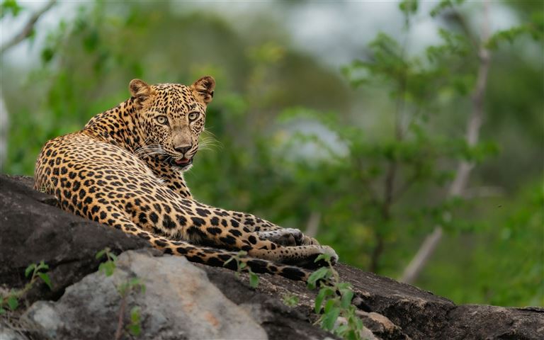 Höhepunkte Sri Lanka ©Viraj/adobestock